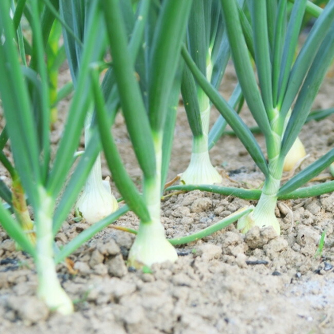 たまねぎ ホームたまねぎ 1