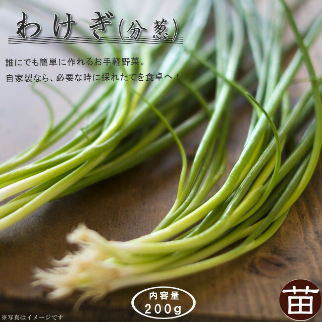 わけぎ