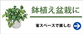 カカオ クリオロ種 ボスケ ブランカ 苗 販売 苗木部 By 花ひろばオンライン