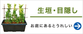 レインフォレストプラム 苗 販売 苗木部 By 花ひろばオンライン