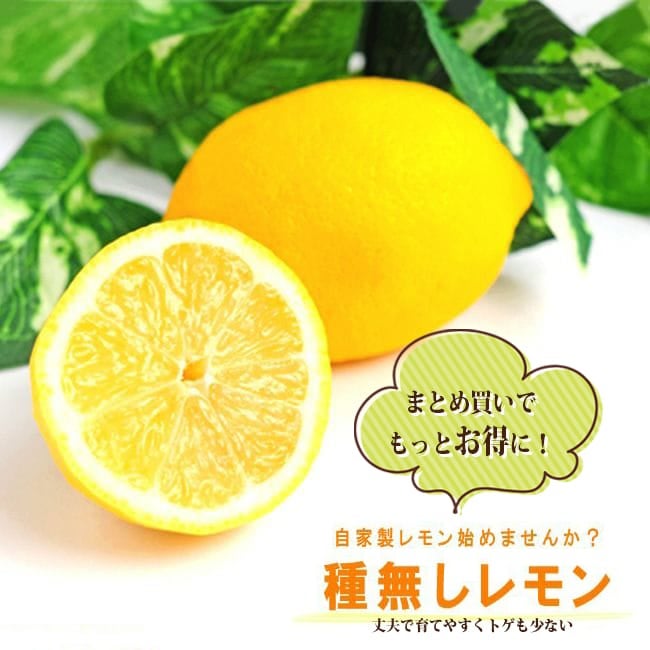 柑橘 レモン 種なしレモン 苗 販売 苗木部 By 花ひろばオンライン