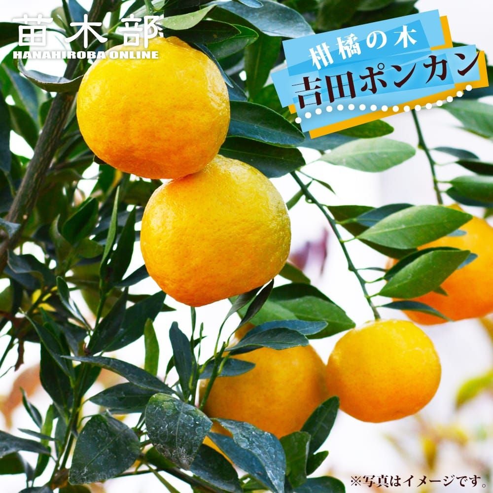 000000100293-01.jpg?size=m&w=