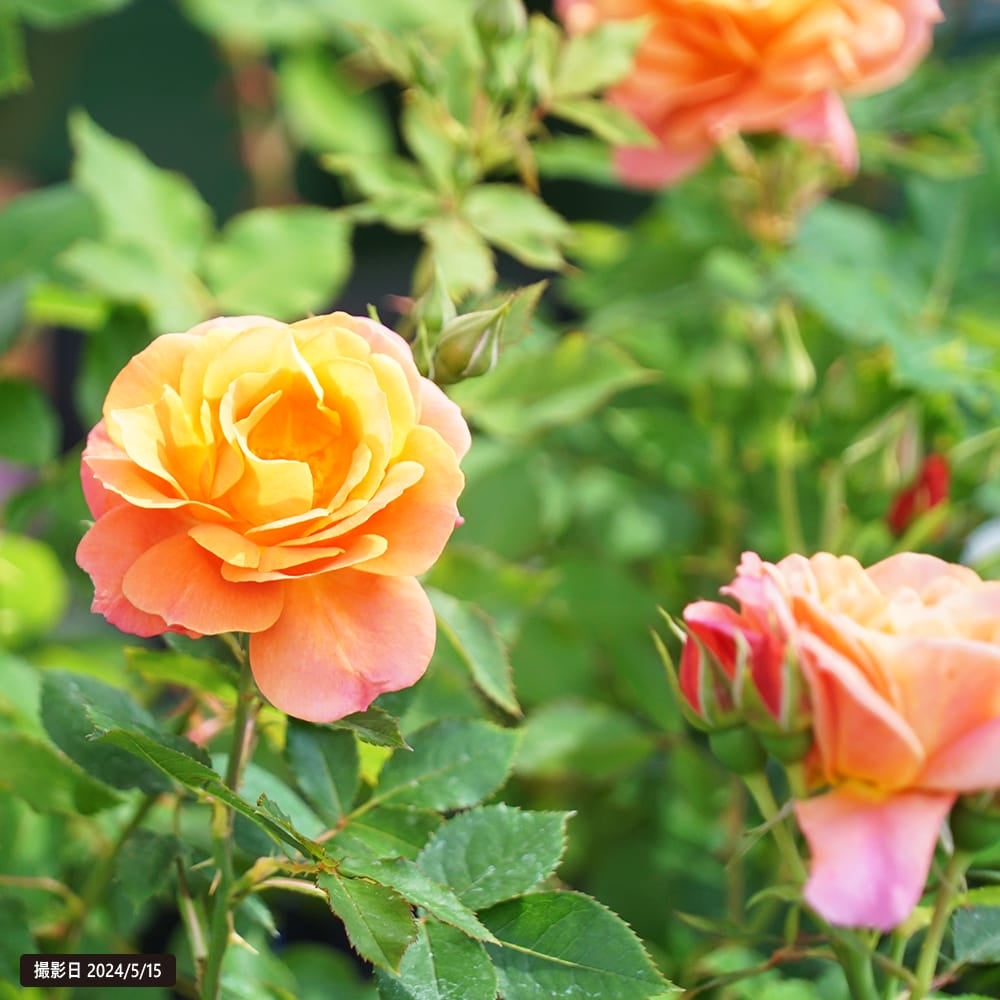 バラ ディズニーランドローズ FL フロリバンダ 苗 販売 苗木部 By 花