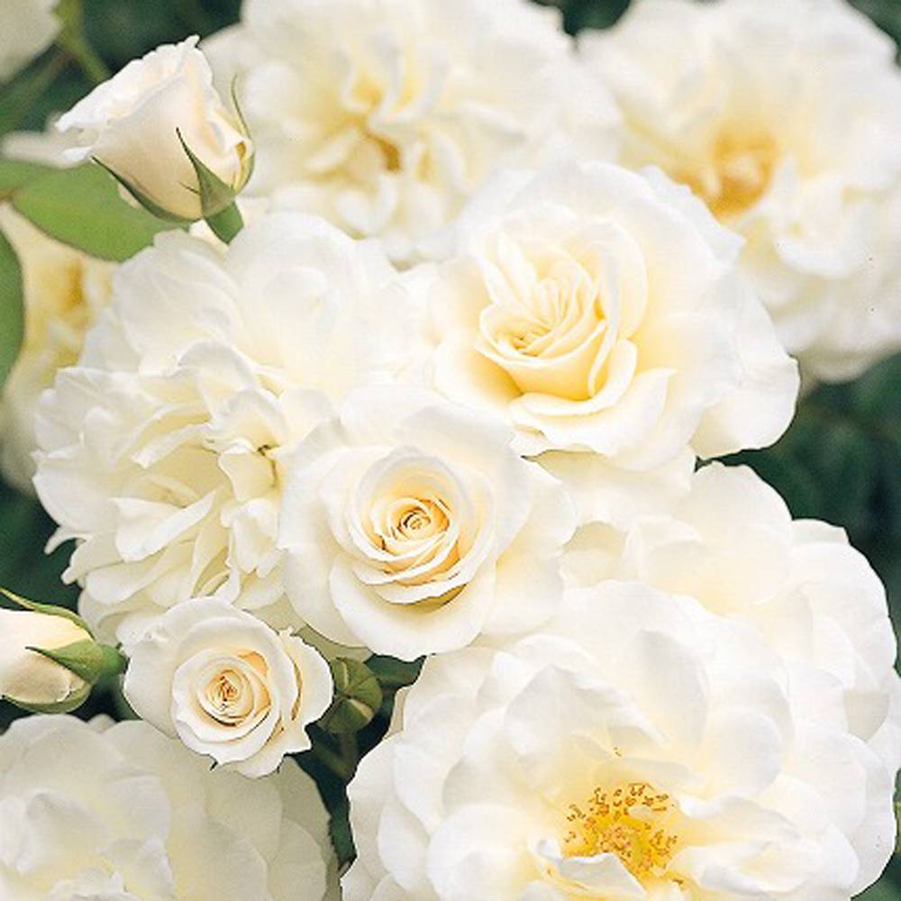 えみです♪ファビュラス♪(’-’*)♪赤ちゃん薔薇苗です♪ 000000000510-06.jpg?size=l&w=