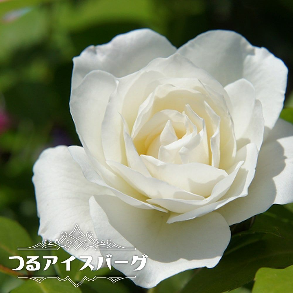 000000000517-01.jpg?size=l&w=