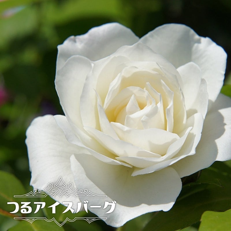 000000000517-01.jpg?size=l&w= 