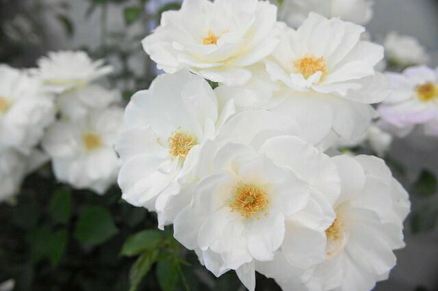 バラ つるアイスバーグ ClF クライミングフロリバンダ（つるバラ） 苗