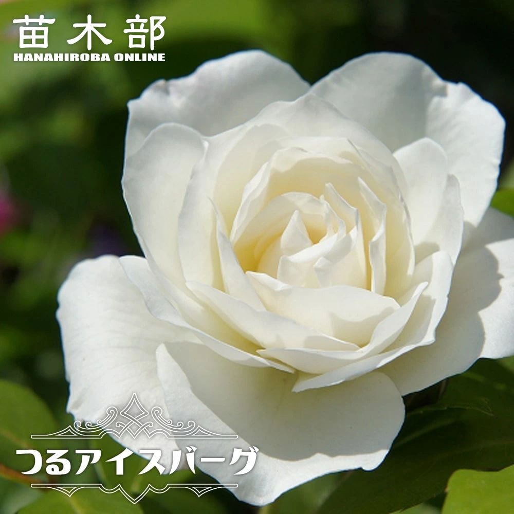 000000000518-01.jpg?size=l&w=