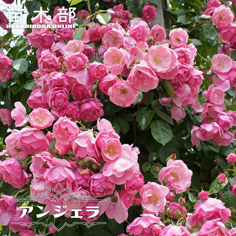 一気に育てる！長尺苗！ | 苗木部 本店 By 花ひろばオンライン