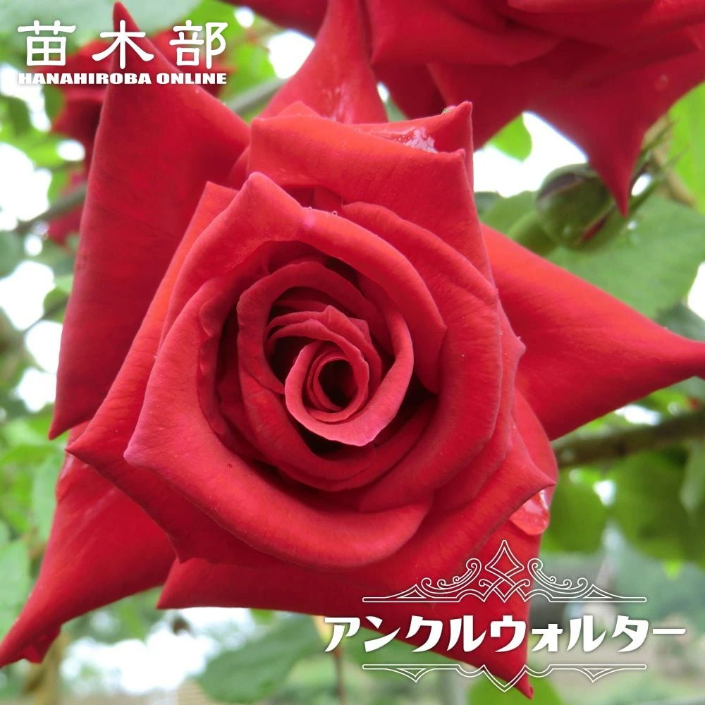 バラ苗 バラ1年生新苗の苗木販売 通販 苗木部 By 花ひろばオンライン