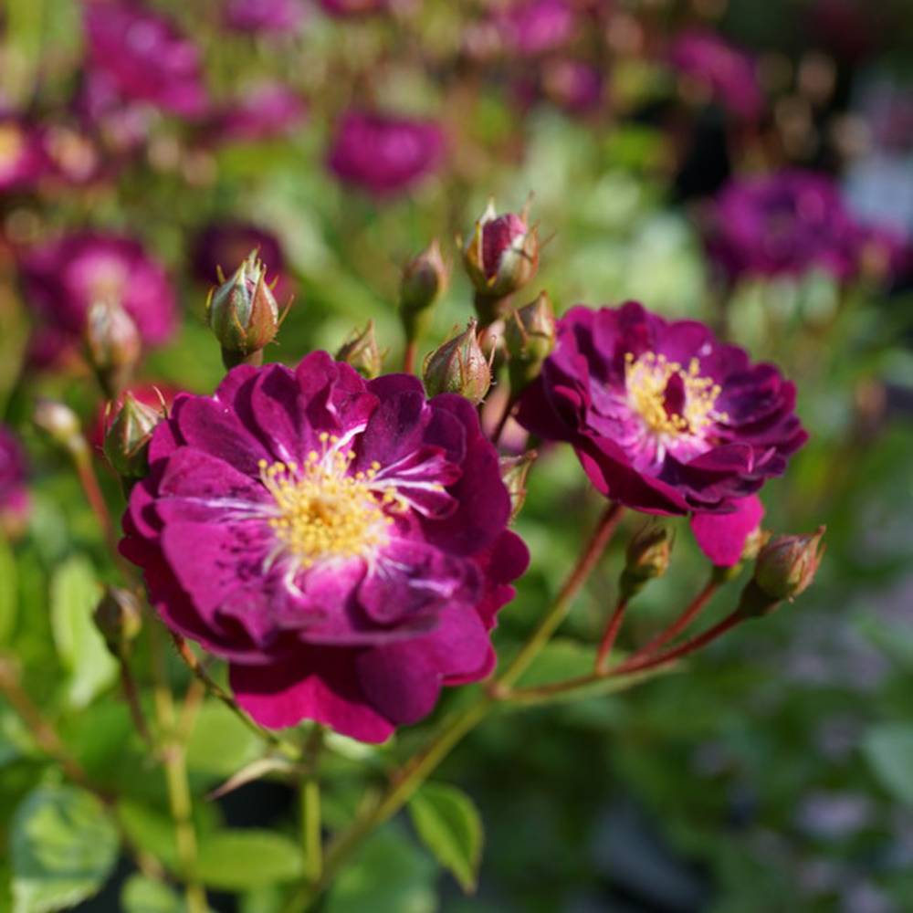 000000000527-06.jpg?size=l&w=