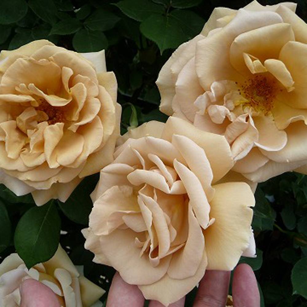 000000000533-06.jpg?size=l&w=