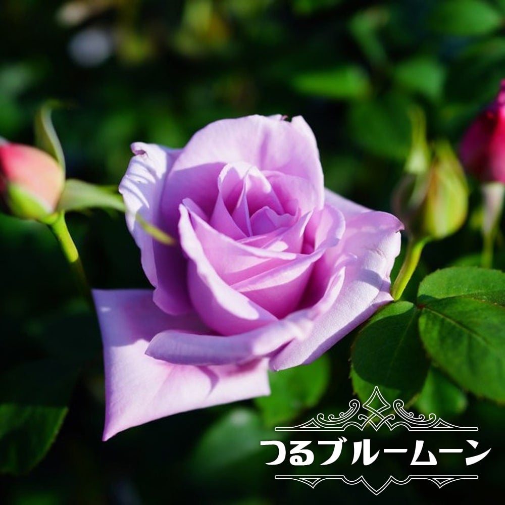 000000000542-02.jpg?size=l&w=