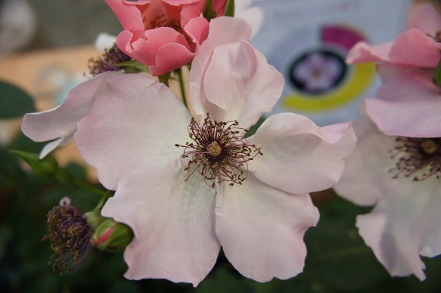 000000000546-02.jpg?size=l&w=