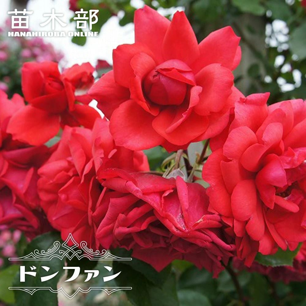 バラ ロココ CL クライミング (つるバラ) 苗 販売 苗木部 By 花ひろば