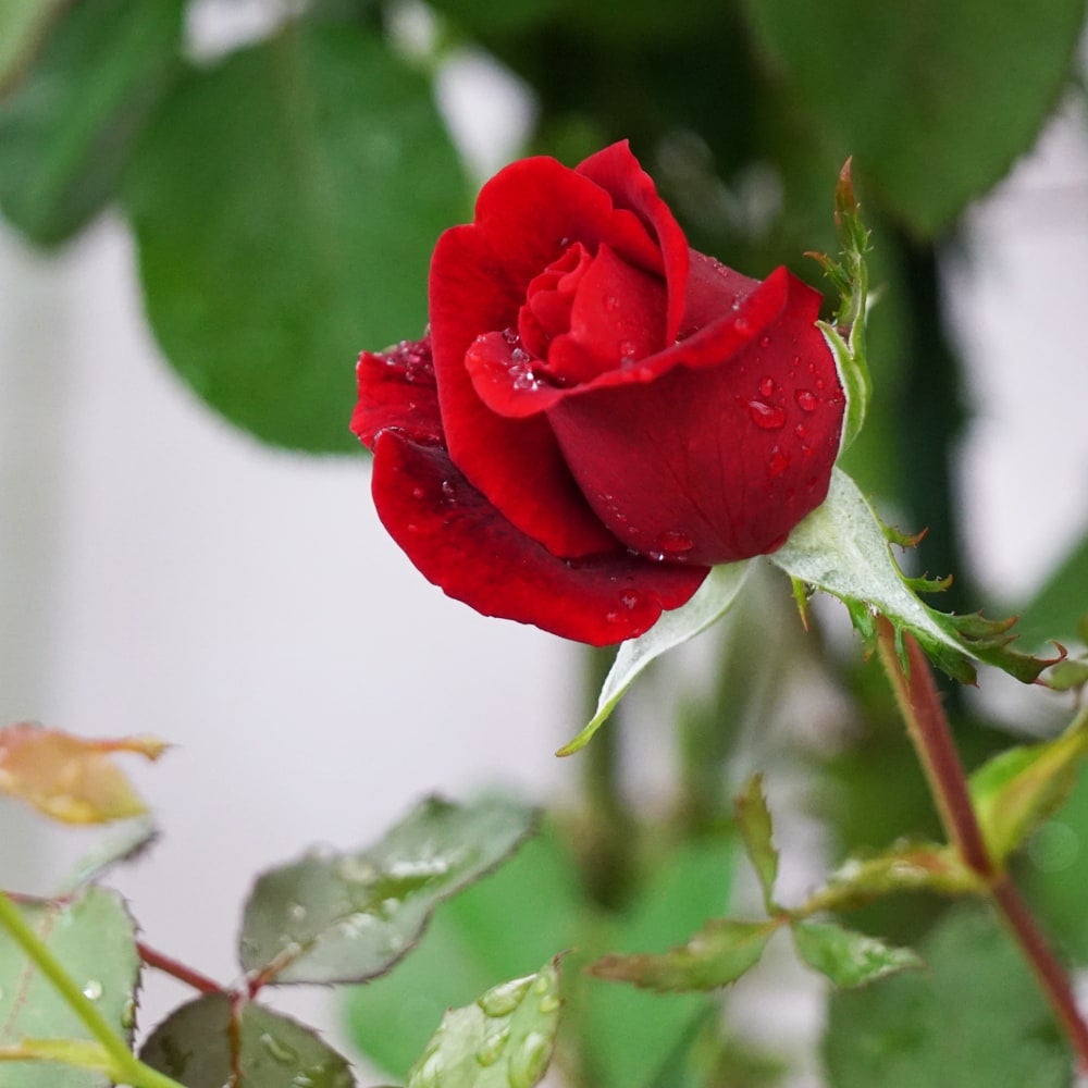 000000000548-06.jpg?size=l&w=