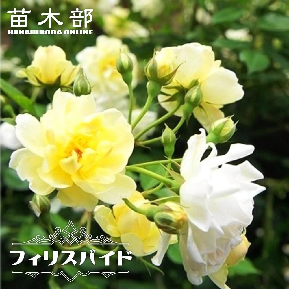 四季咲きつるバラ 【ラ・ブロッシュ】 2年生大苗 登録品種・品種登録