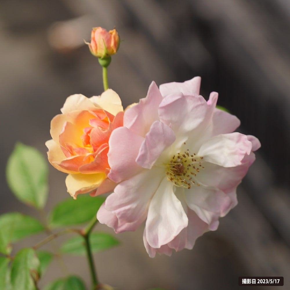 000000000556-02.jpg?size=l&w=