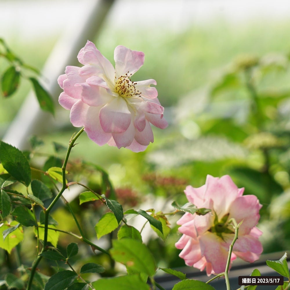 バラ フィリスバイド CL クライミングポリアンサ （つるバラ） 苗 通販