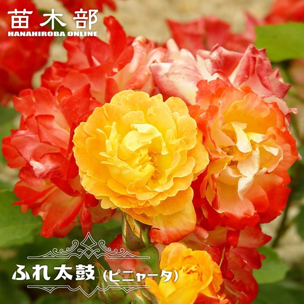000000000559-01.jpg?size=l&w= 000000000559-01.jpg?size=l&w=