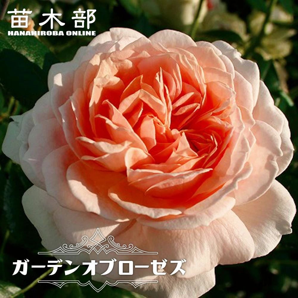 バラ苗　薔薇　ガーデン　ガーデニング　グリーンバラ 000000000560-01.jpg?size=l&w=