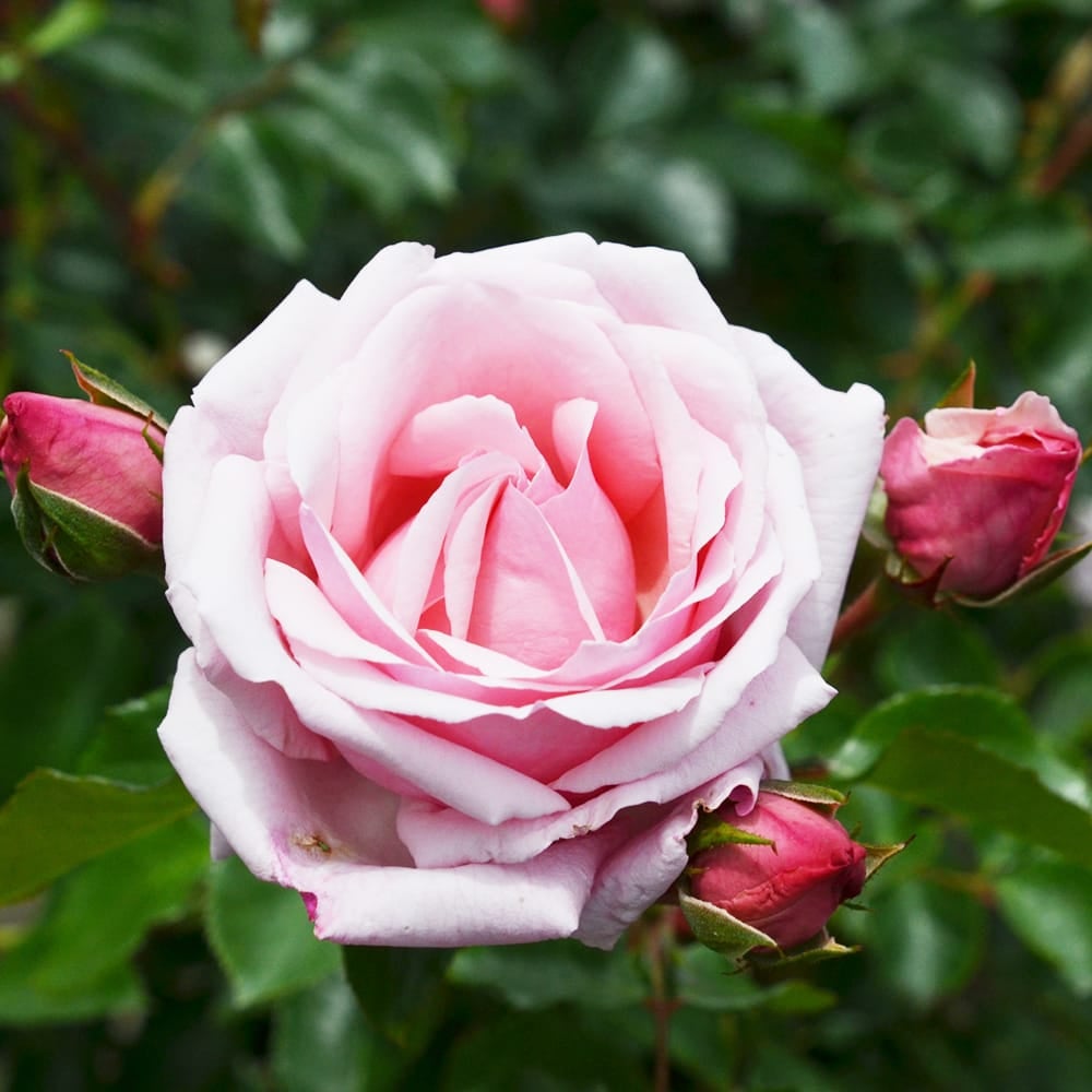 お買得　薔薇のカッティングのパーテーション2連 ライトアイボリー薔薇柄生地ピンク Farm-fresh” ピンクグラデーションのバラの花束 from 宮崎 – LIFFT
