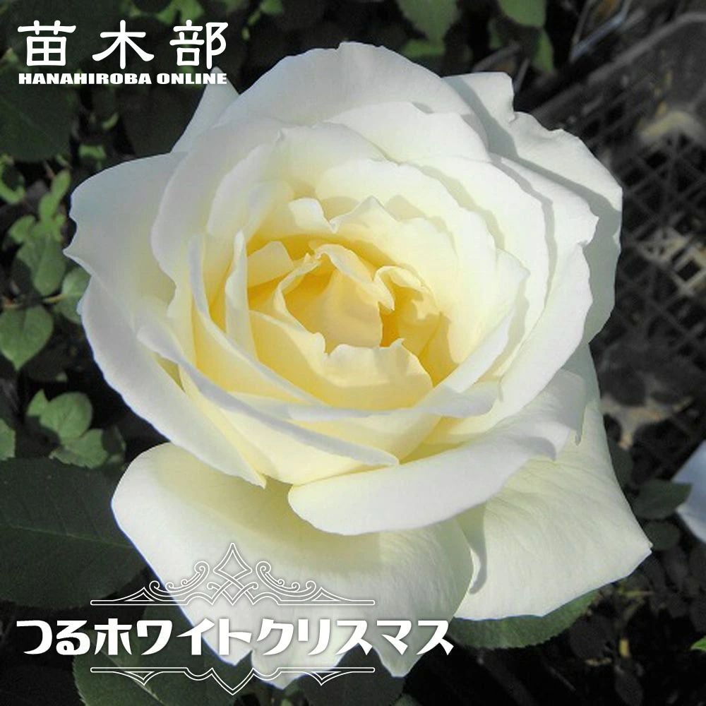 000000000566-01.jpg?size=l&w=