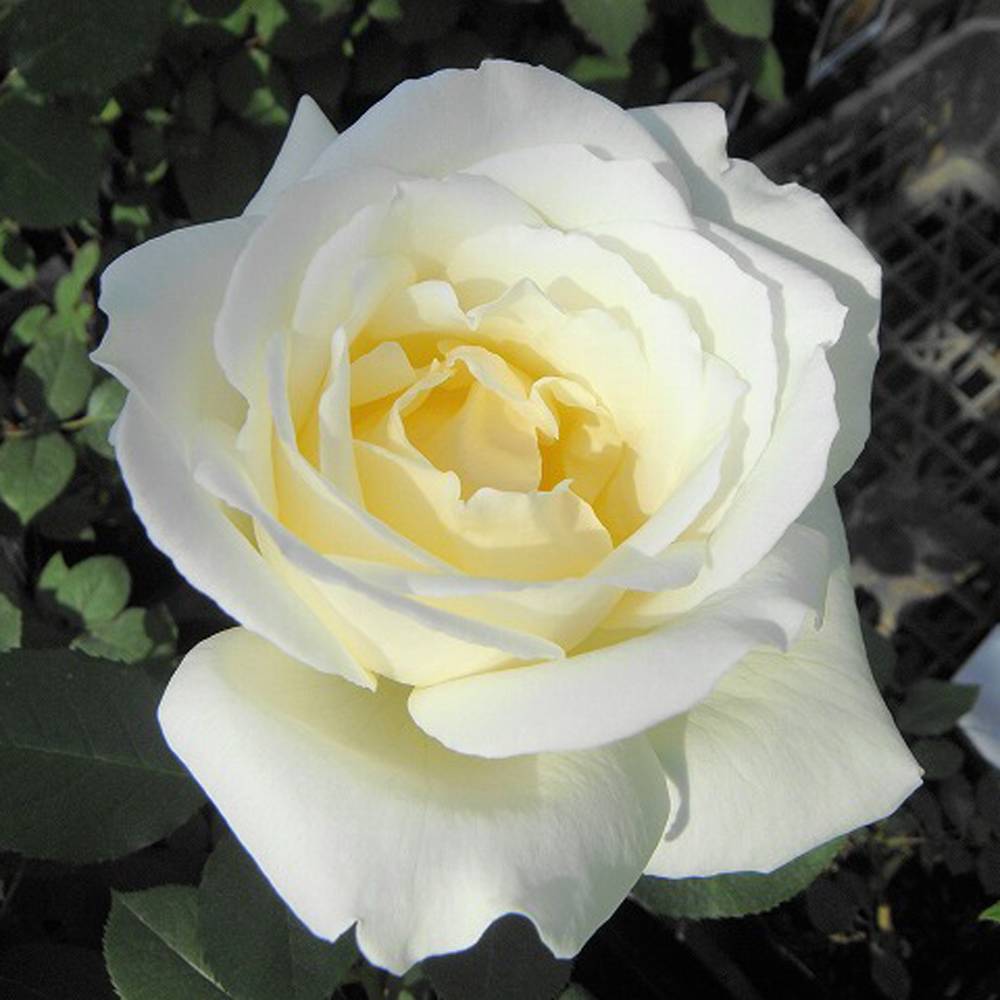000000000566-07.jpg?size=l&w=