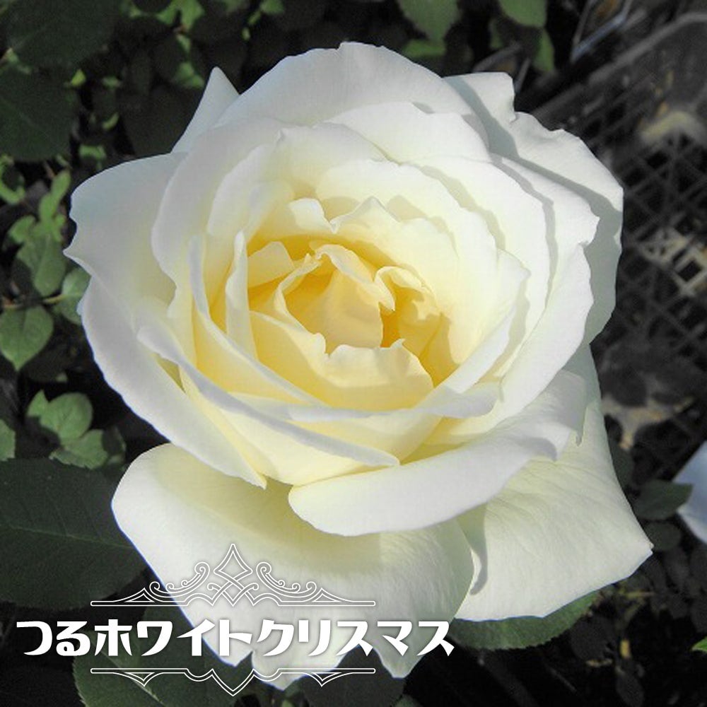 透明水彩画原画白薔薇ホワイトクリスマス⑦ バラ（薔薇）・ローズの透明水彩画 白薔薇 花の絵 F6 原画 インテリア