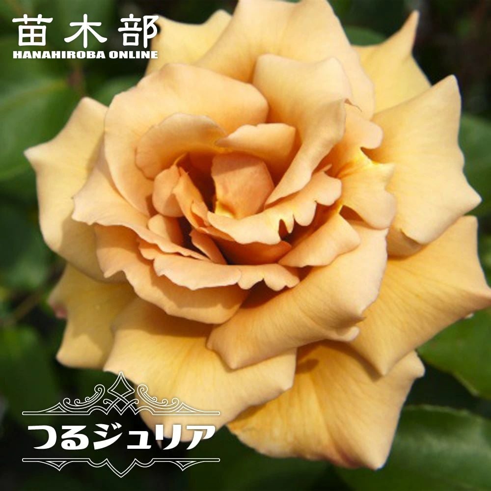 バラ 大苗商品一覧 | 苗木部 本店 By 花ひろばオンライン