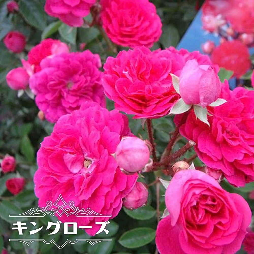 000000000575-01.jpg?size=l&w=