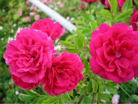 バラ キングローズ CL クライミング (つるバラ) 苗 通販 苗木部 By 花