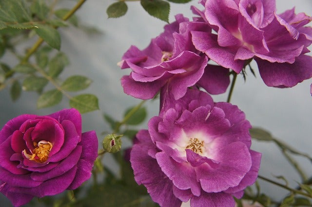 バラ マジェンタスカイ つるバラの通販 苗木部 By 花ひろばオンライン