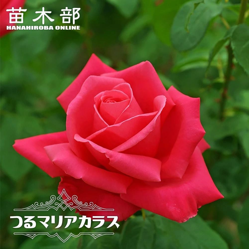 000000000582-01.jpg?size=l&w=