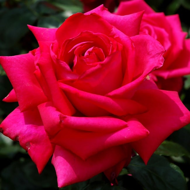 000000000582-02.jpg?size=l&w=
