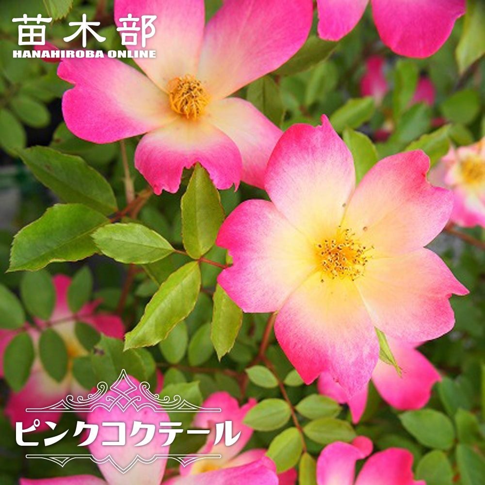 000000000586-01.jpg?size=l&w=