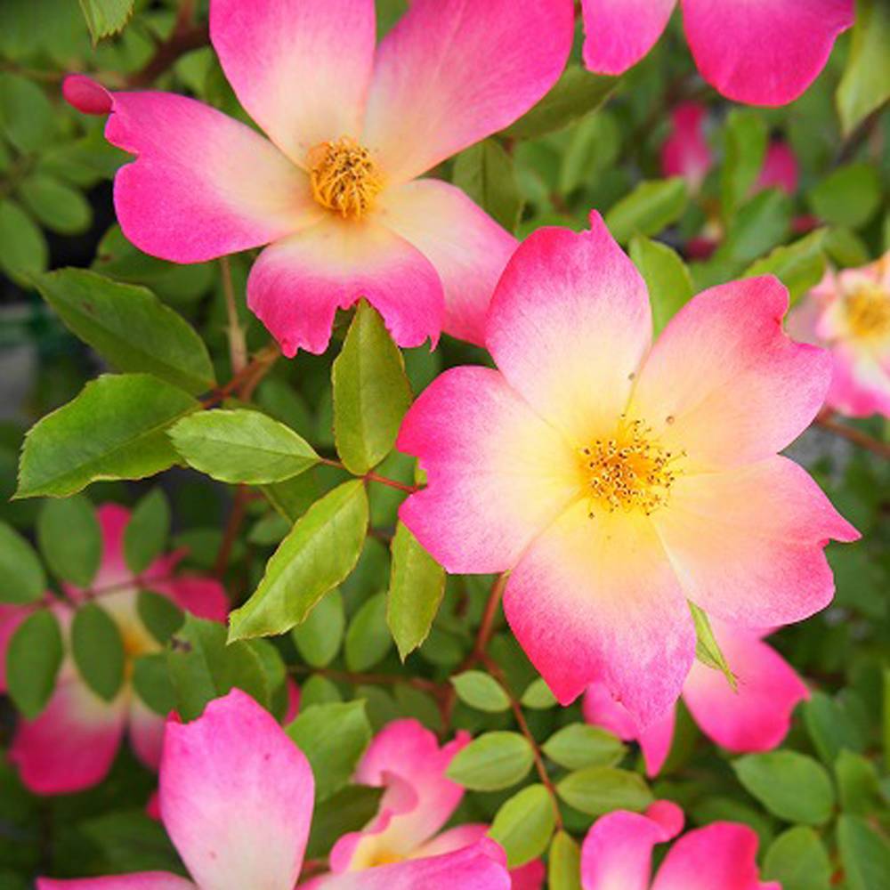 000000000586-06.jpg?size=l&w=