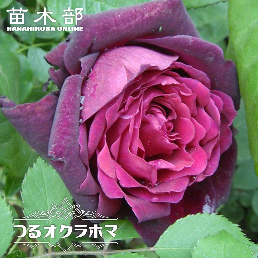 000000000587-01.jpg?size=l&w=