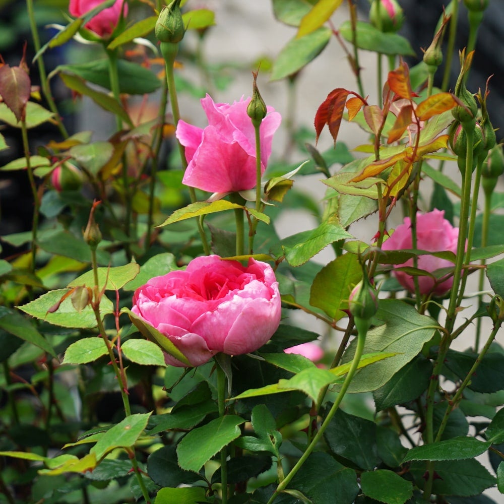 バラ パレード LCl ラージフラワードクライマー （つるバラ） 苗 販売