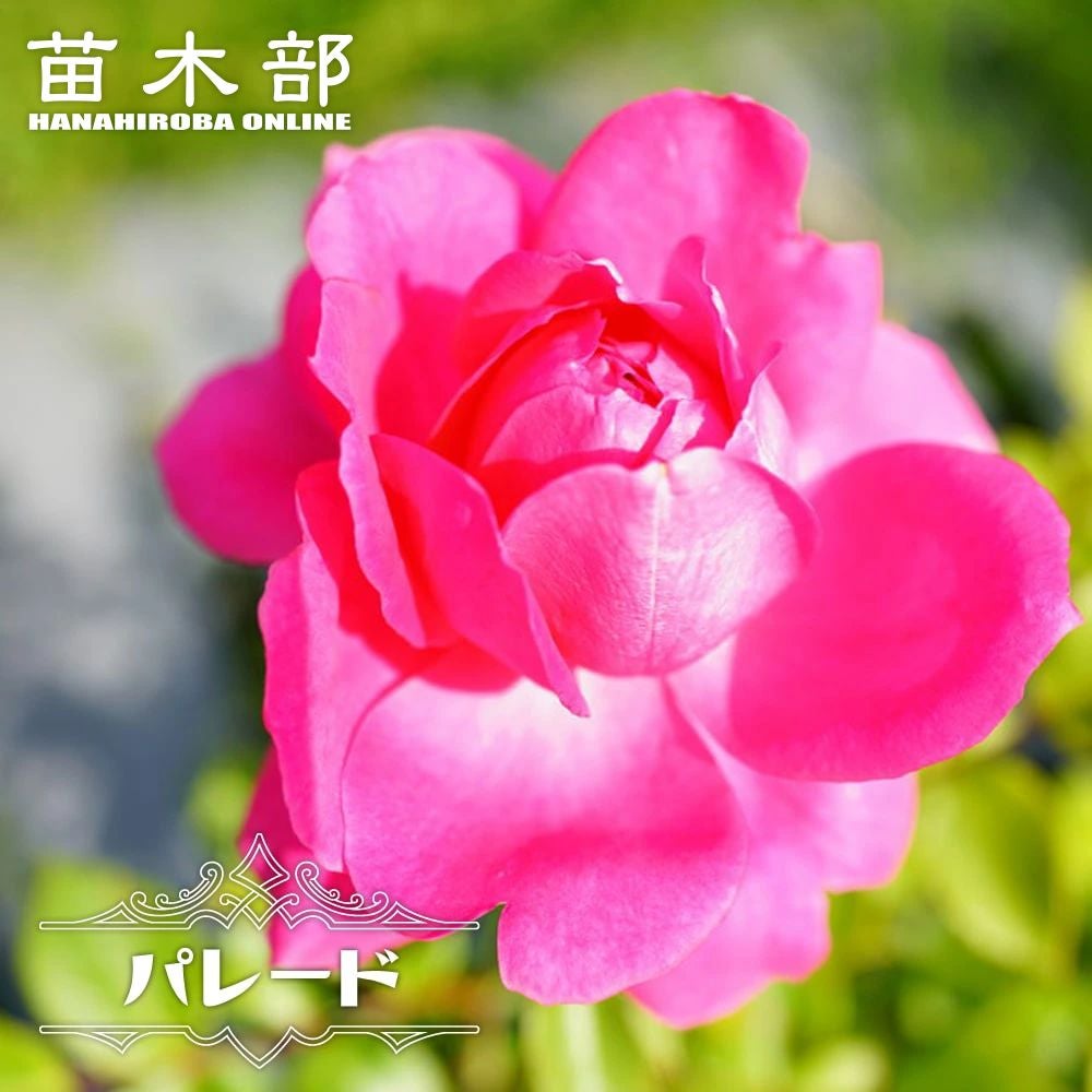 000000000589-01.jpg?size=m&w=