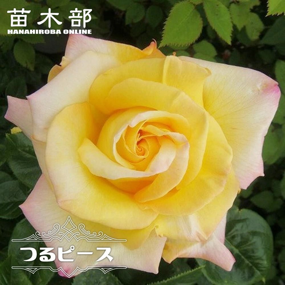 000000000592-01.jpg?size=l&w=