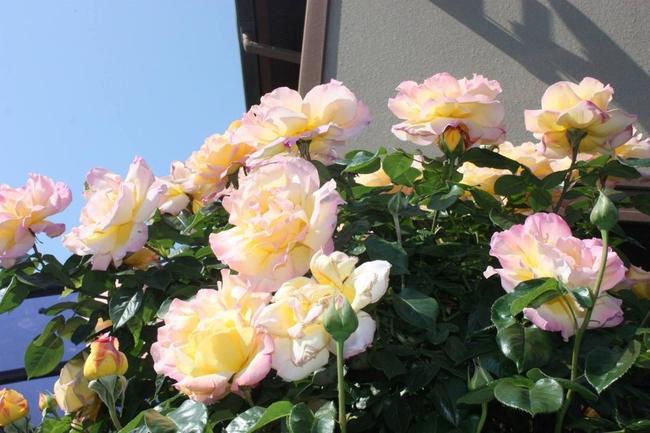 000000000592-02.jpg?size=l&w=