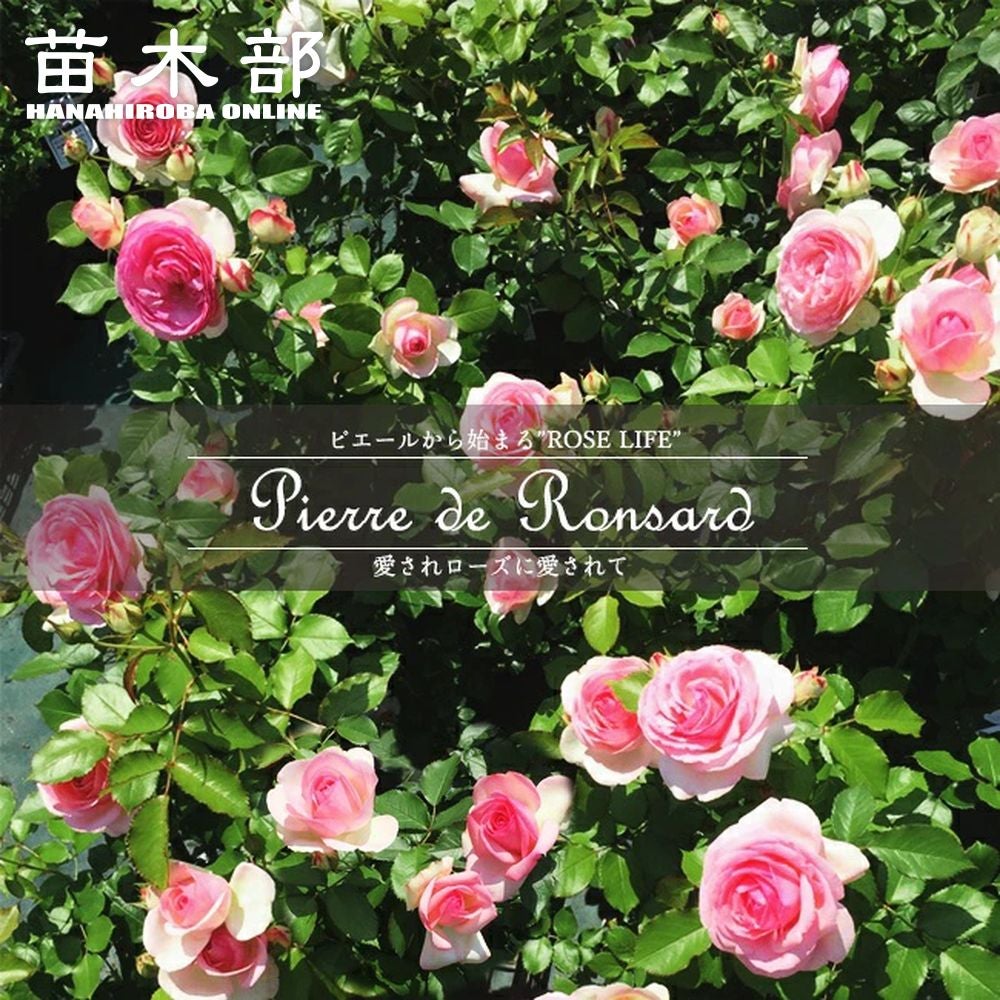 バラ ピエールドゥロンサール LCl ラージフラワードクライマー （つる