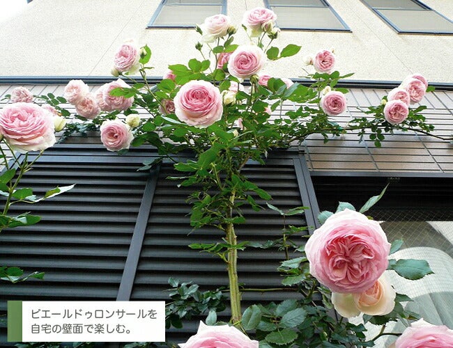 バラ ピエールドゥロンサール LCl ラージフラワードクライマー （つる