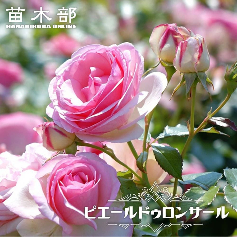 バラ ピエールドゥロンサール LCl ラージフラワードクライマー （つる