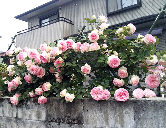 バラ ピエールドゥロンサール LCl ラージフラワードクライマー （つる