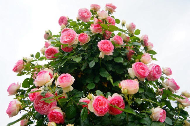 バラ ピエールドゥロンサール LCl ラージフラワードクライマー （つる