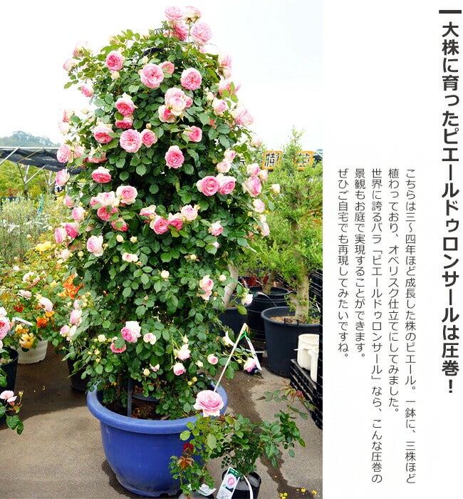 000000000595-07.jpg?size=l&w=