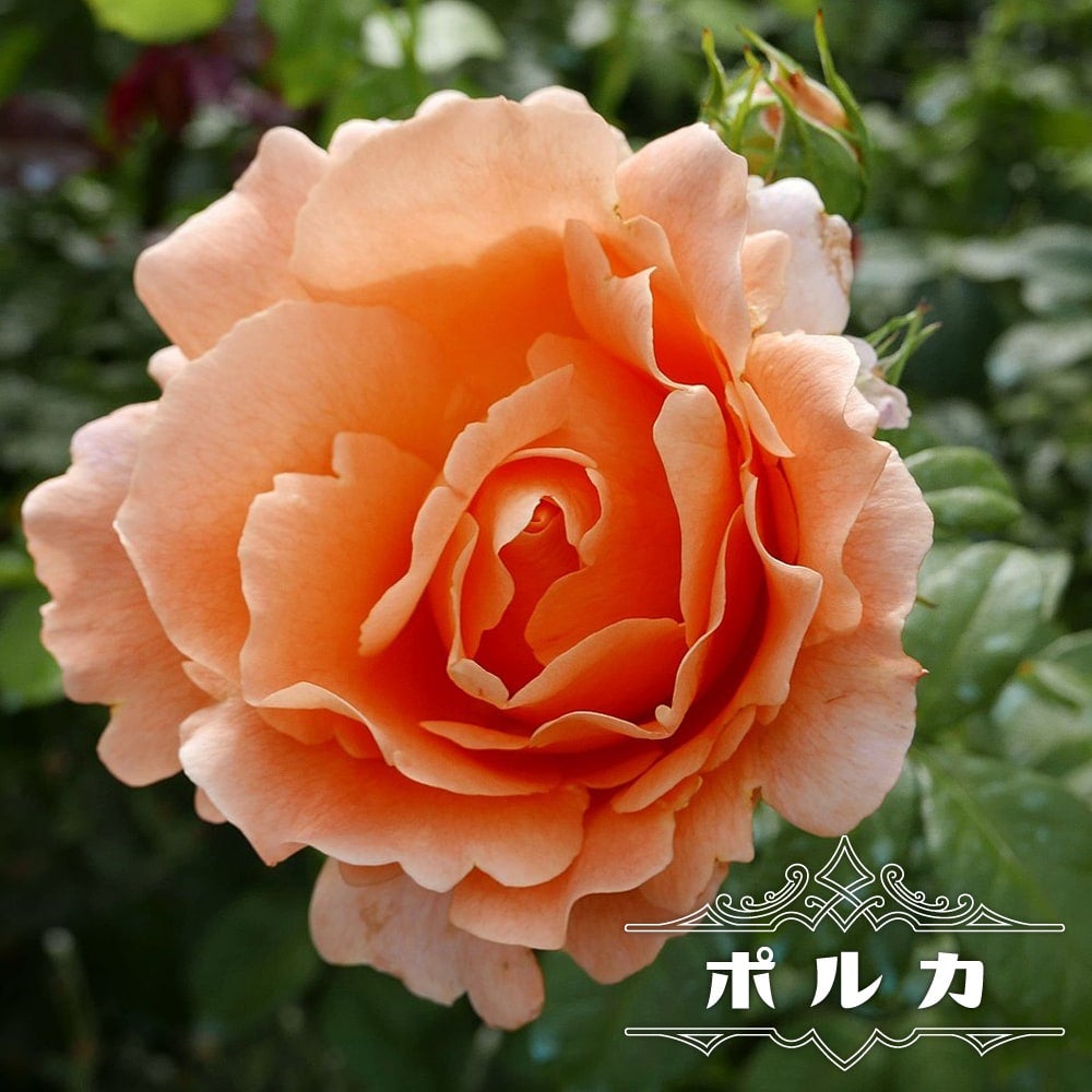 オレンジ・アプリコットのバラ｜花色と樹形で選ぶバラ｜苗木部 本店