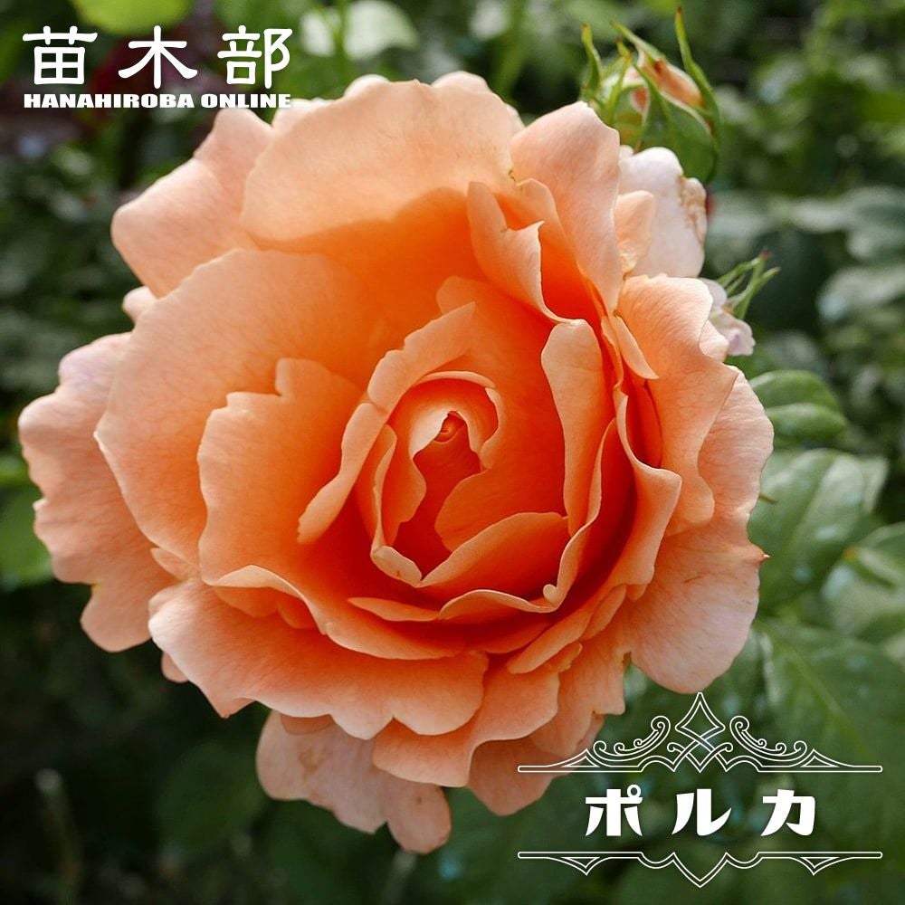 000000000604-01.jpg?size=l&w=
